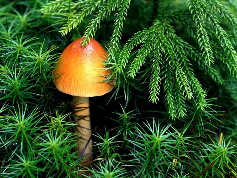 Orange Mushroom in Moss — Green, Natural