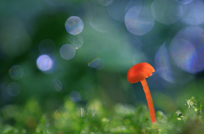Orange Mushroom in Moss — Green, Serene