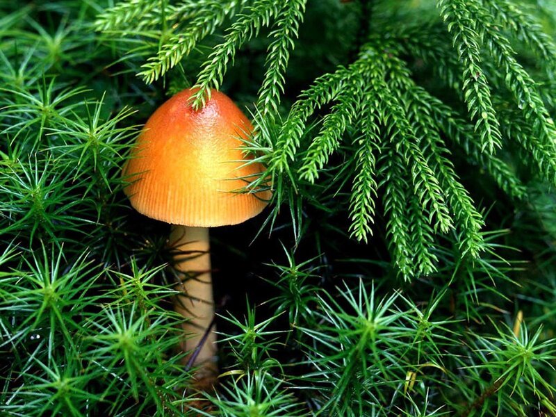 Orange Mushroom in Moss — Green