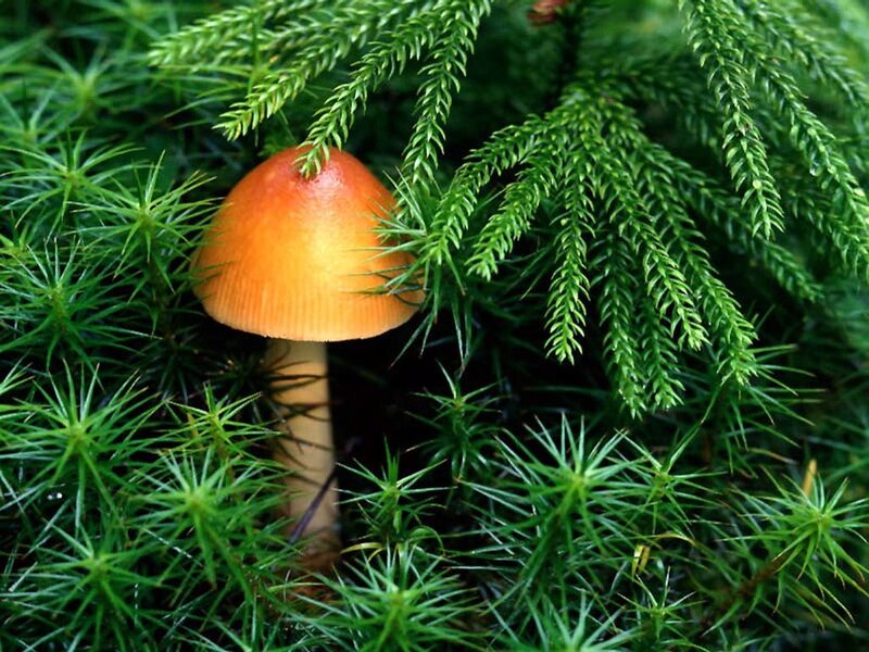 orange mushroom in moss