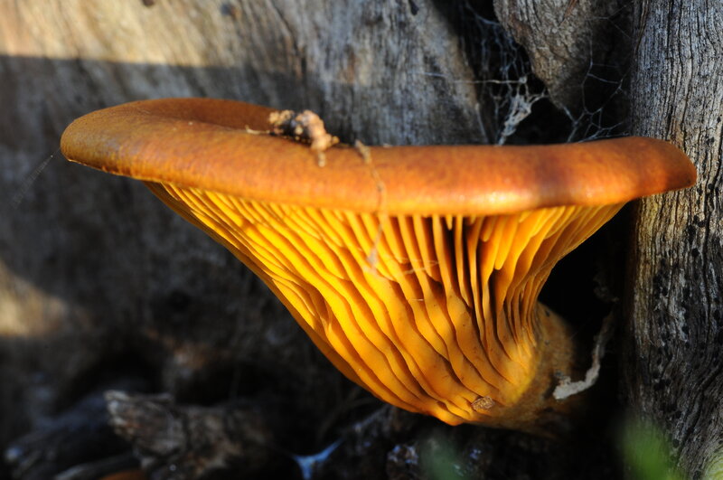Orange mushroom on tree trunk