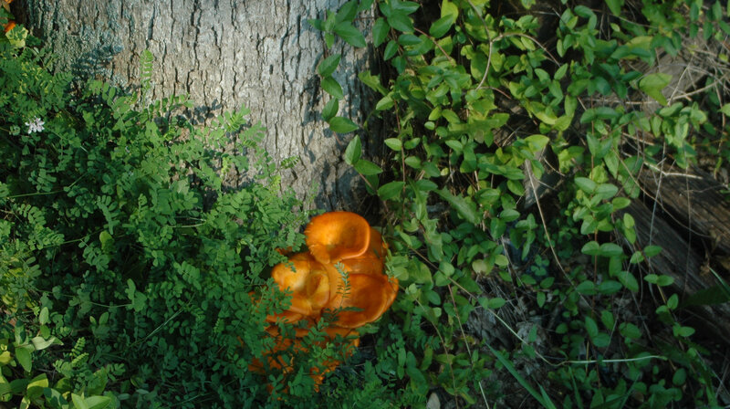 Orange mushrooms by tree base