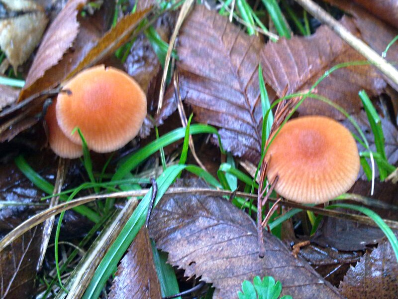Orange Mushrooms in Forest — Brown
