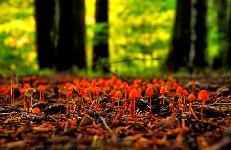 Orange Mushrooms in Forest — Serene