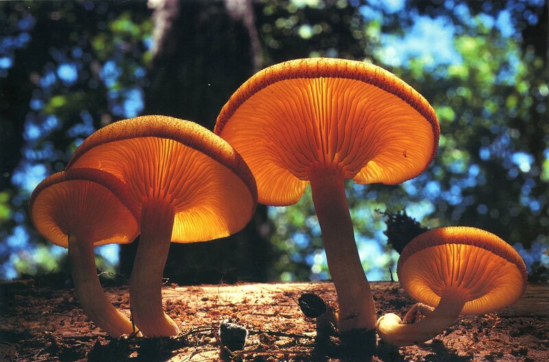 Orange mushrooms in forest