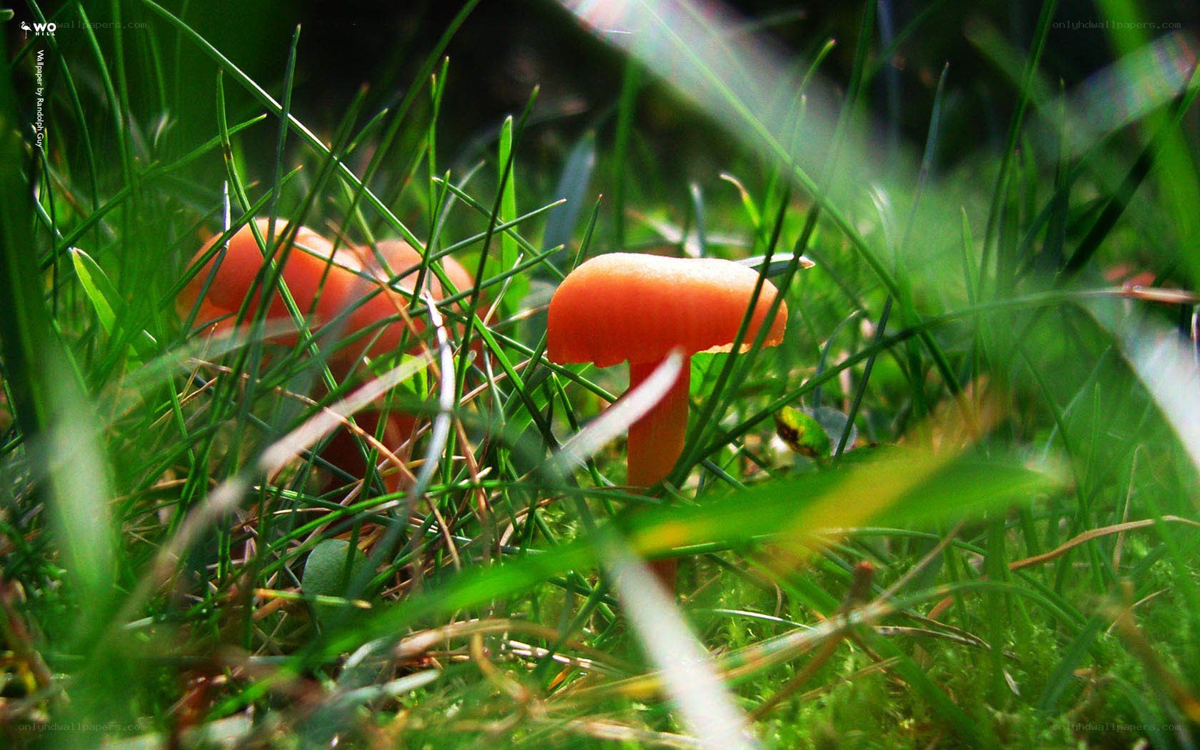 Orange mushrooms in grass