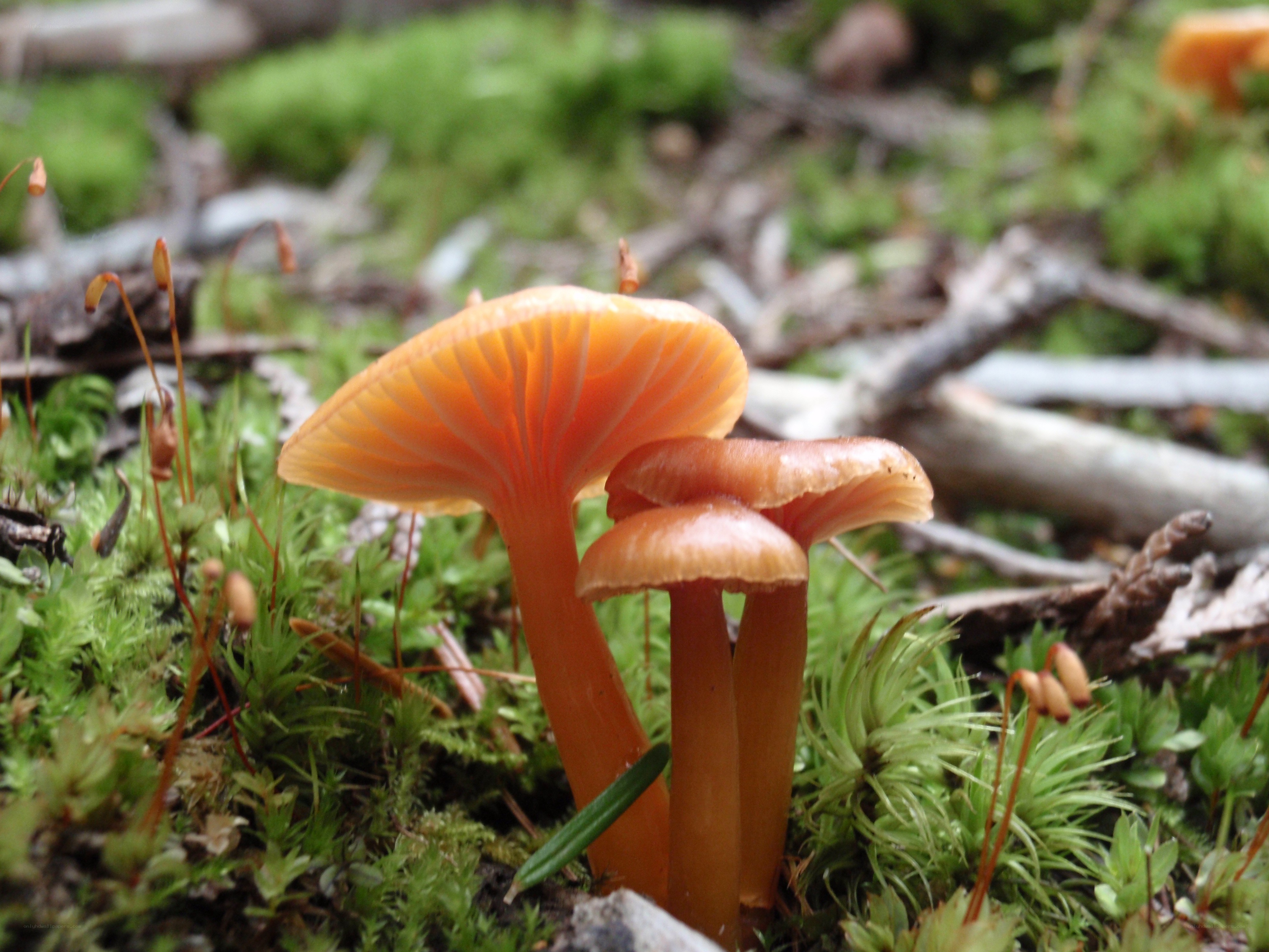 Orange mushrooms in moss
