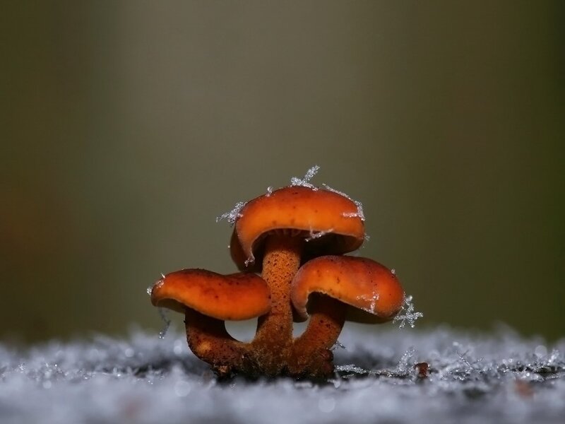 Orange Mushrooms in Snow