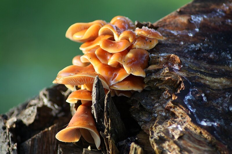 Orange mushrooms on decaying wood
