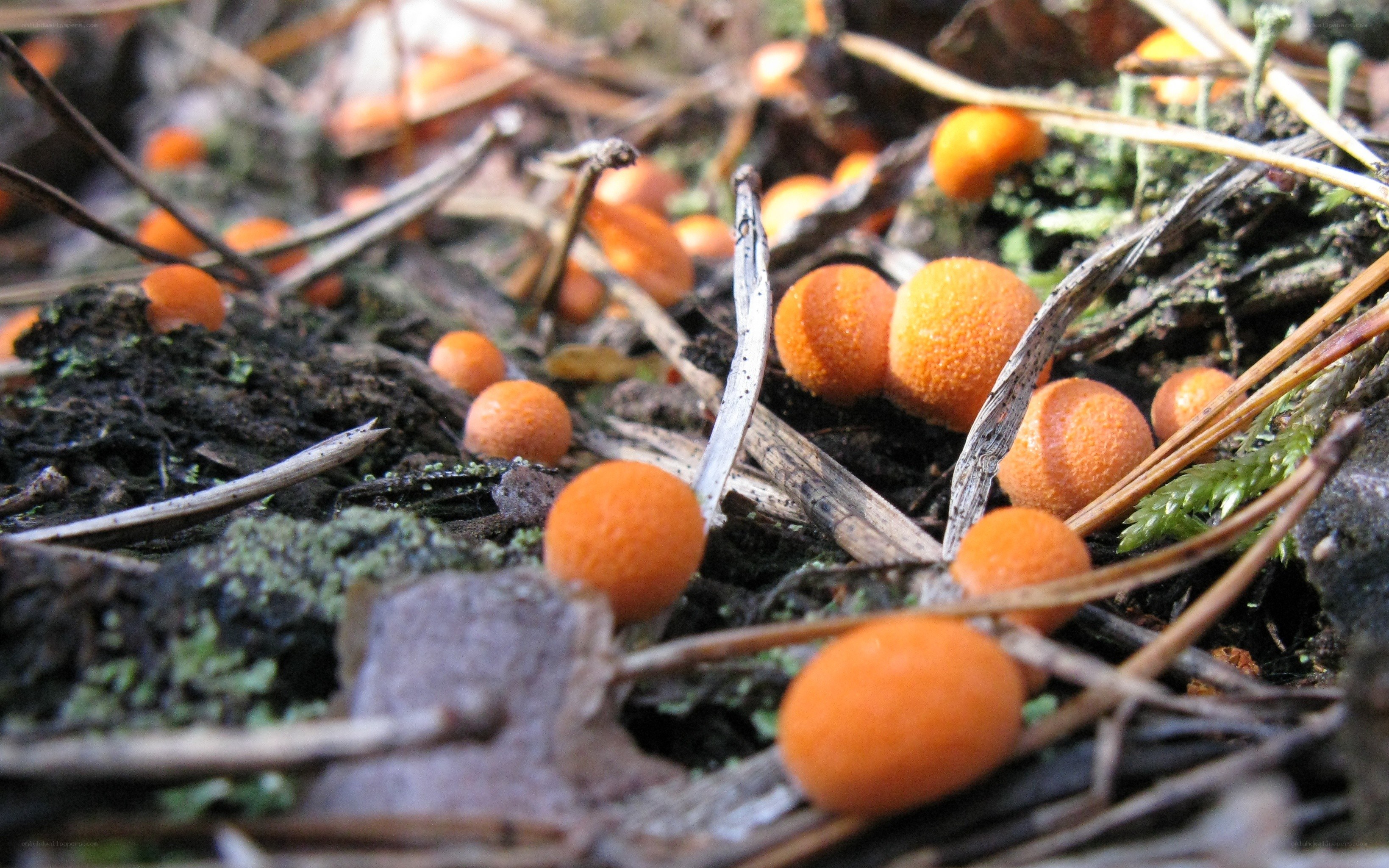 Orange mushrooms on forest floor