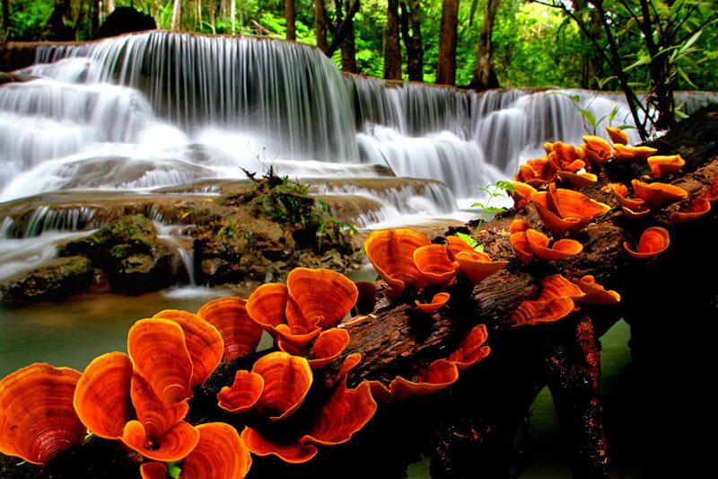 Orange Mushrooms on Log