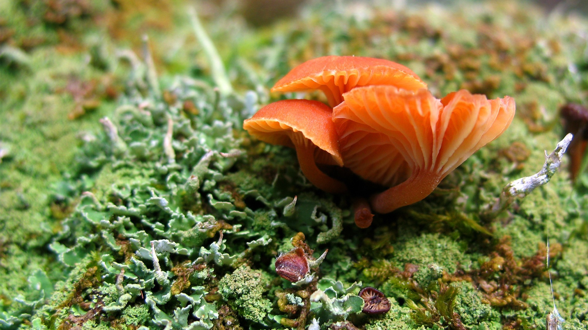 Orange mushrooms on moss