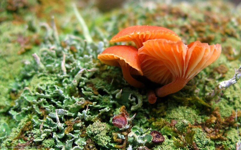 Orange Mushrooms on Moss — Natural