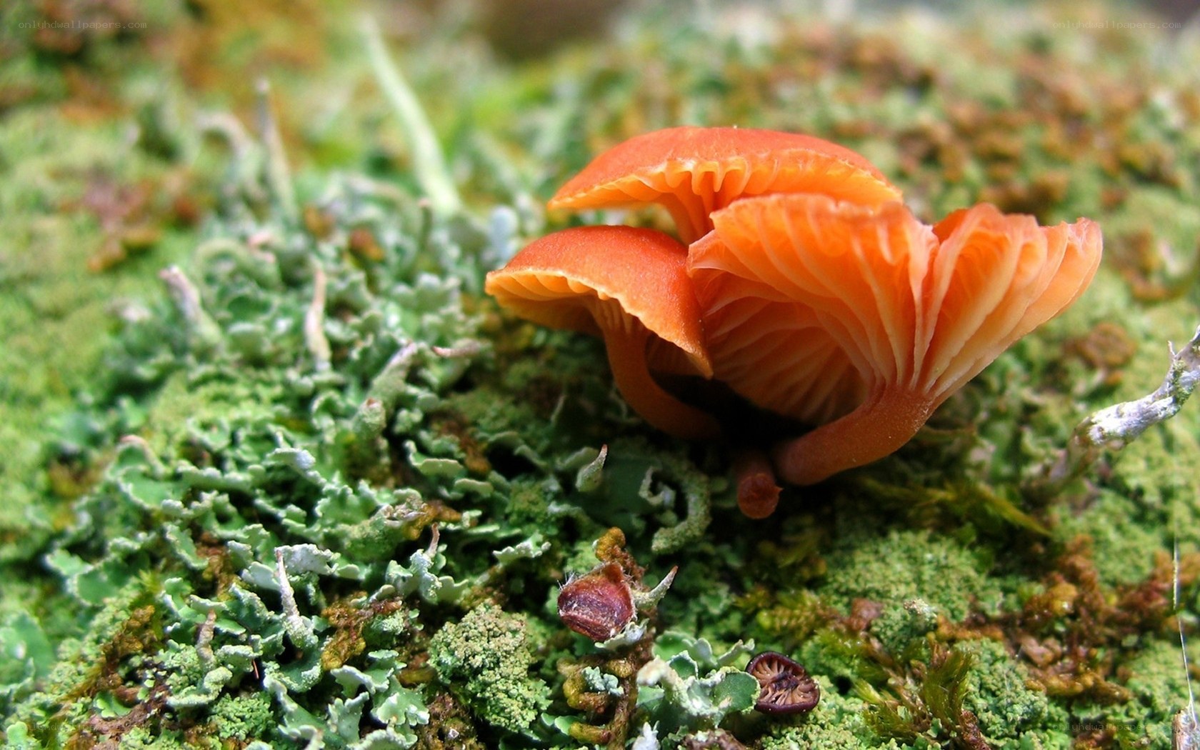 Orange mushrooms on moss