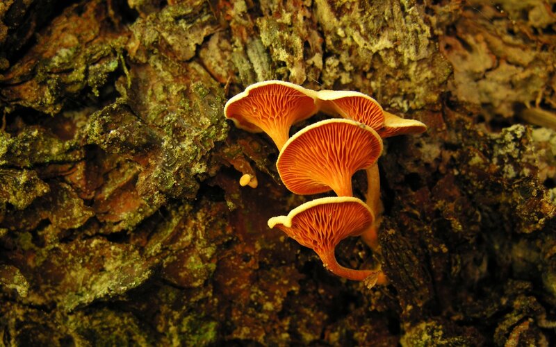Orange mushrooms on tree bark