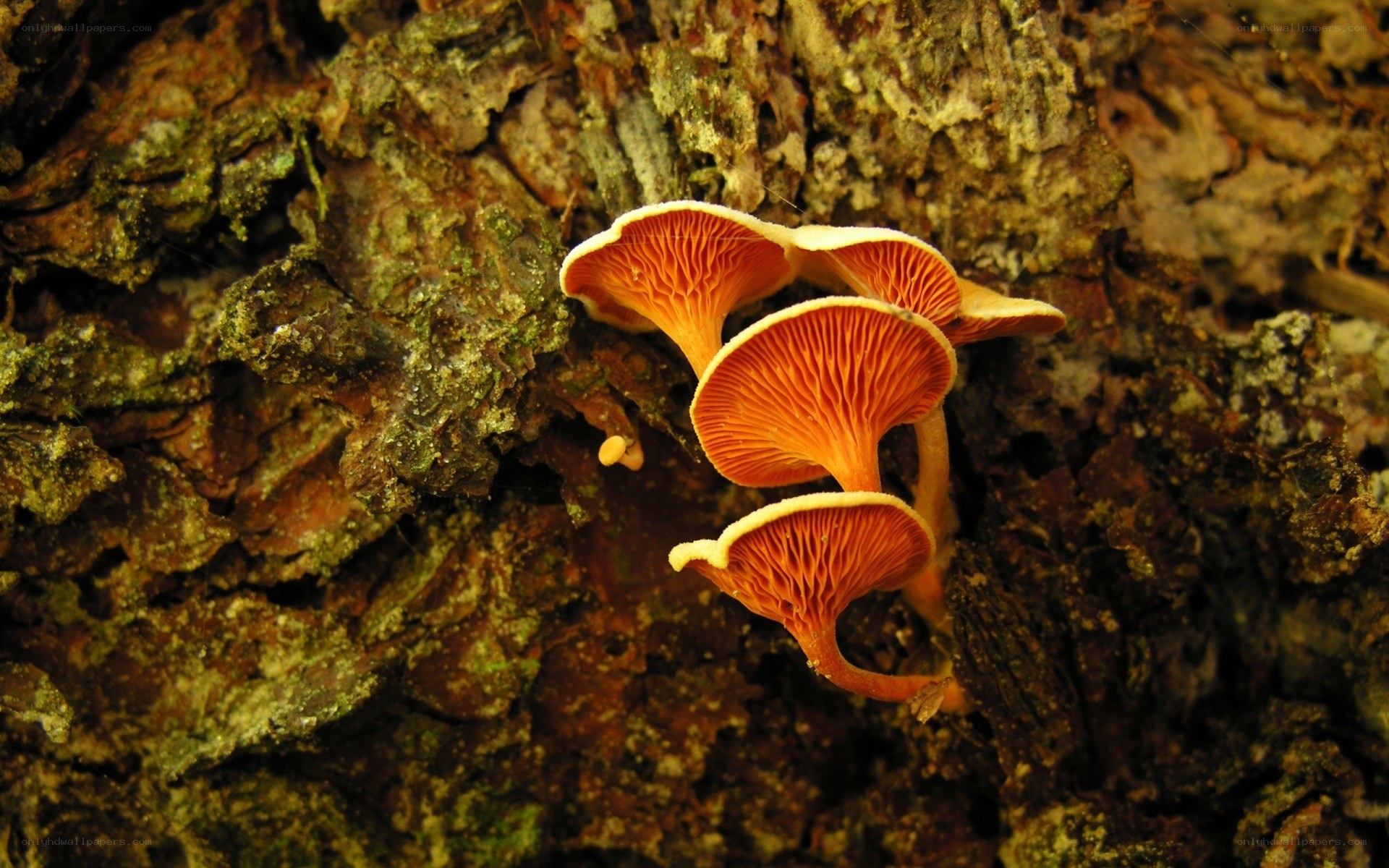Orange mushrooms on tree bark