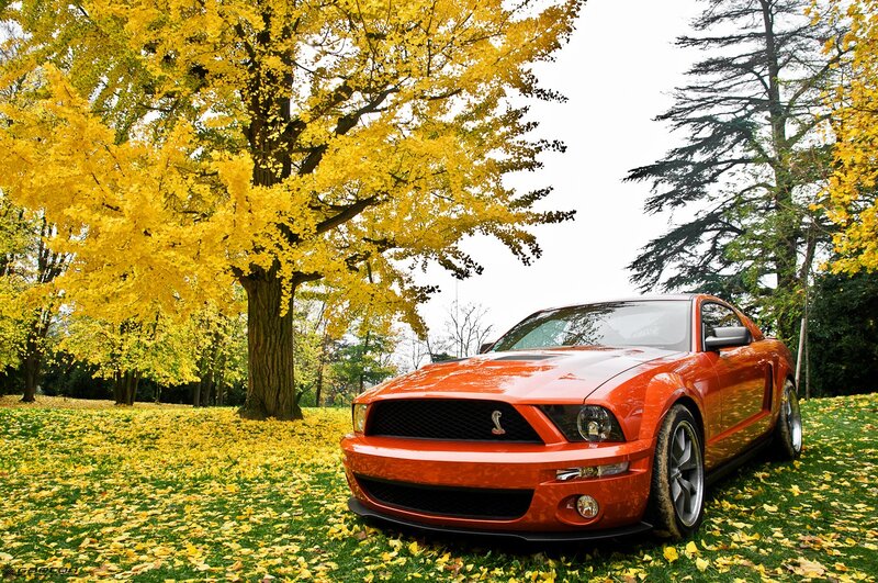 Orange Mustang in autumn park