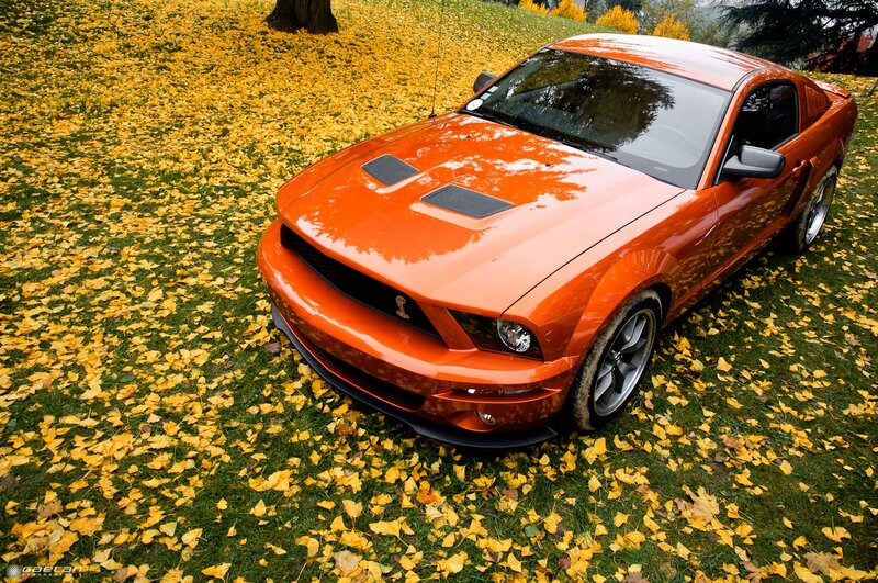 Orange Mustang on autumn leaves