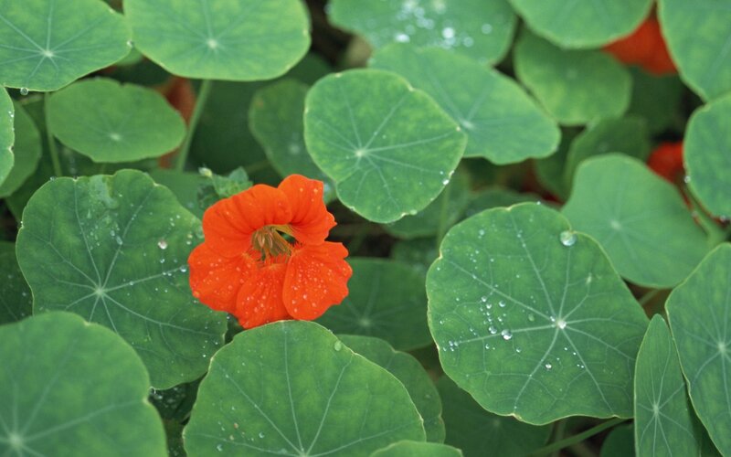 Orange Nasturtium Flower — Green