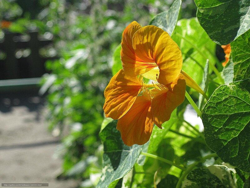 Orange Nasturtium Flower — Yellow