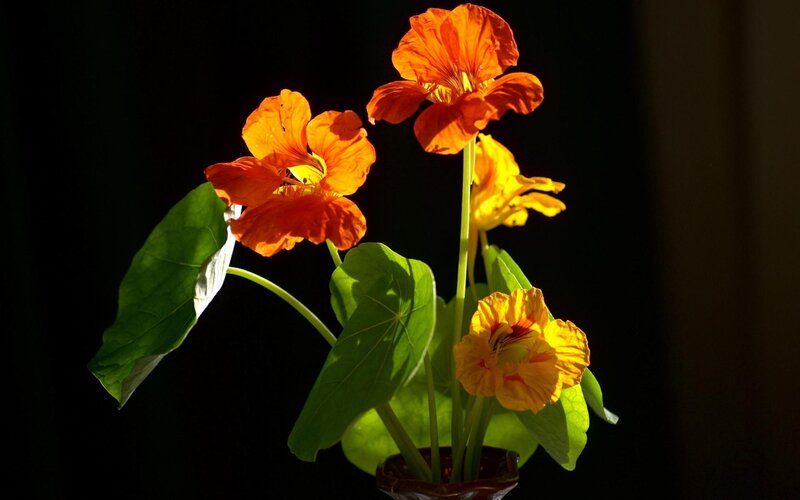 Orange Nasturtium Flowers — Dramatic, Photograph