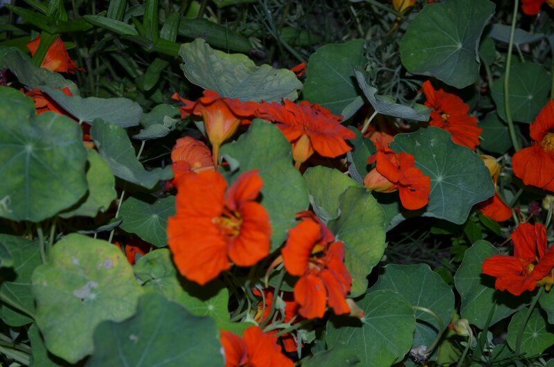 Orange Nasturtium Flowers — Natural, Night