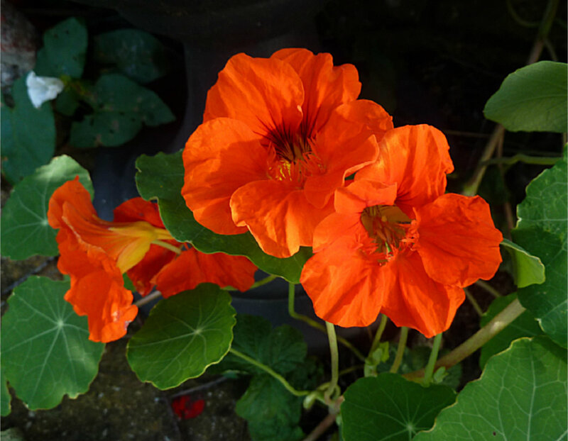 Orange Nasturtium Flowers — Natural, Photograph