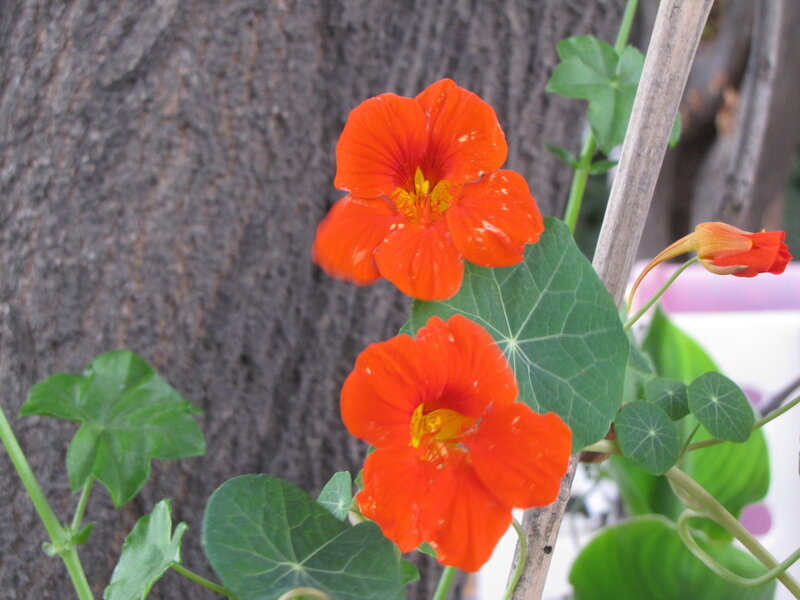 Orange Nasturtium Flowers — Natural
