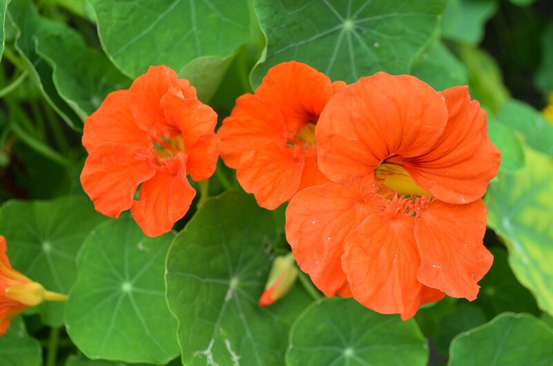 Orange Nasturtium Flowers — Vibrant, Afternoon, Photograph