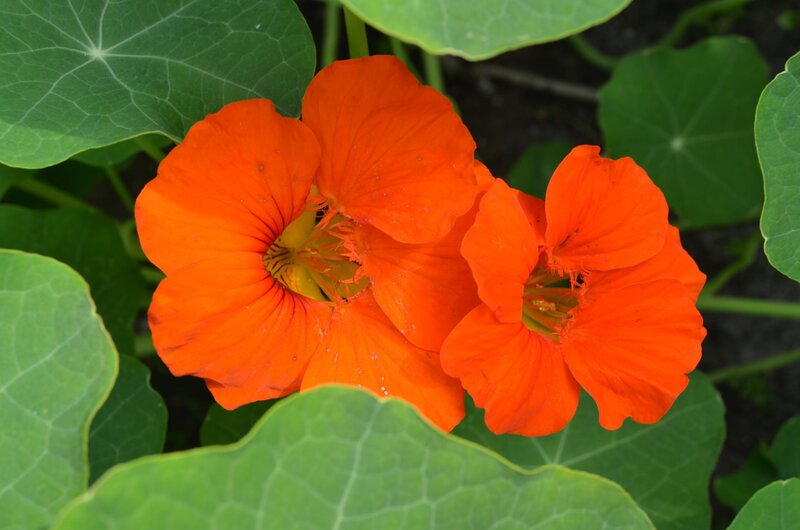 Orange Nasturtium Flowers — Vibrant, Afternoon