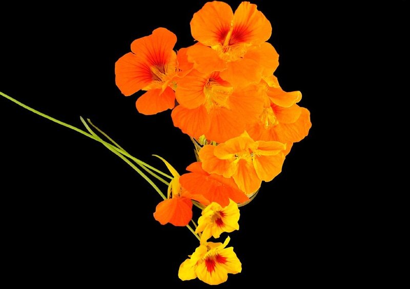 Orange Nasturtium Flowers — Vibrant, Photograph