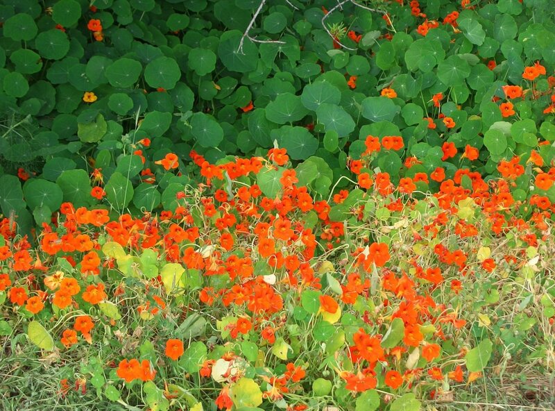 Orange Nasturtium Flowers — Vibrant, Summer