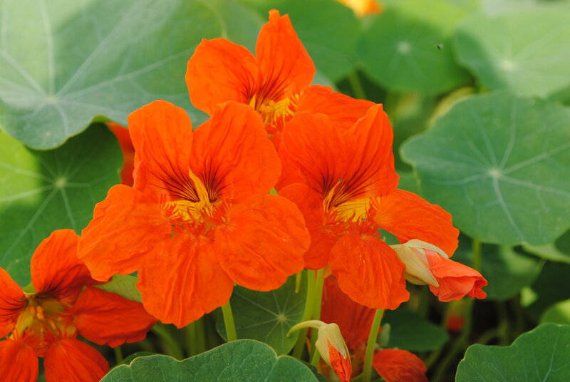 Orange Nasturtium Flowers — Vibrant