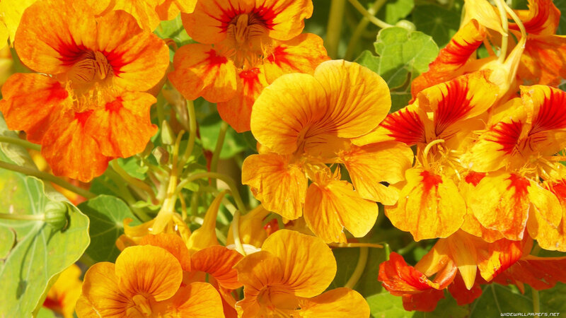 Orange Nasturtium Flowers — Yellow, Bright, Afternoon