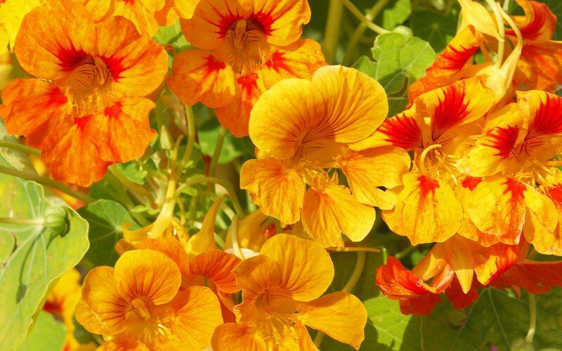 Orange Nasturtium Flowers — Yellow, Bright