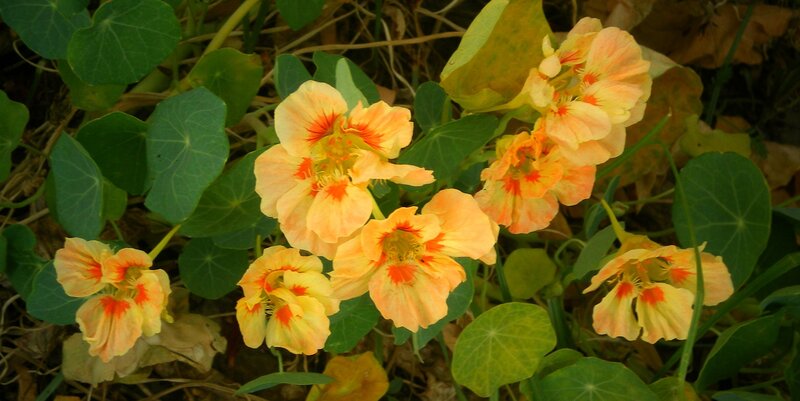 Orange Nasturtium Flowers — Yellow