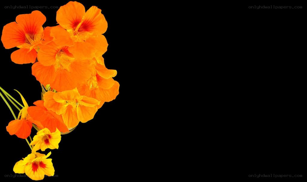orange nasturtium flowers