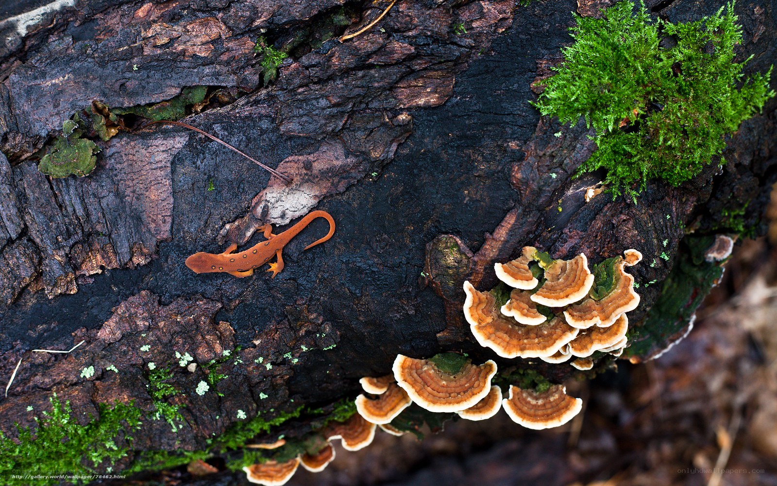 Orange newt on decaying log