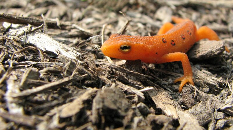 orange newt on forest floor