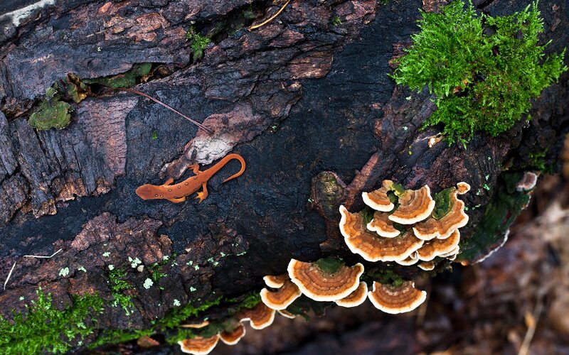 Orange Newt on Log — Brown, Natural, Photograph
