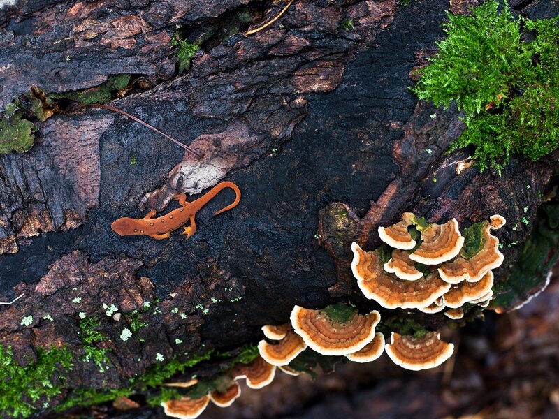 Orange Newt on Log