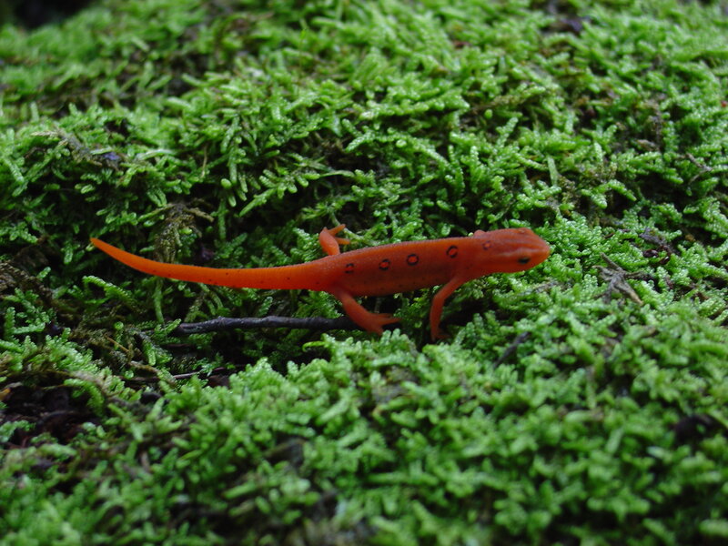 orange newt on moss
