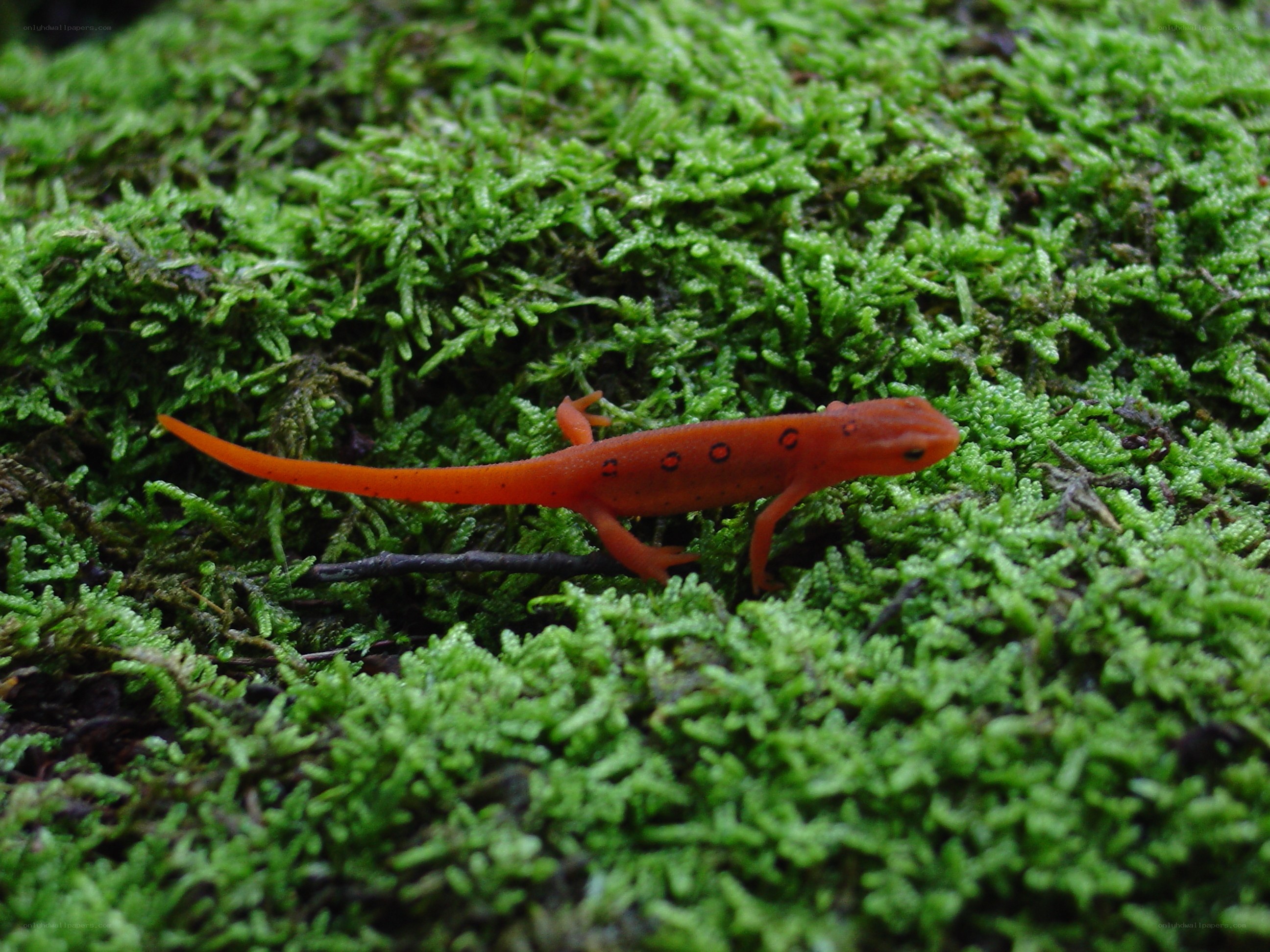 orange newt on moss