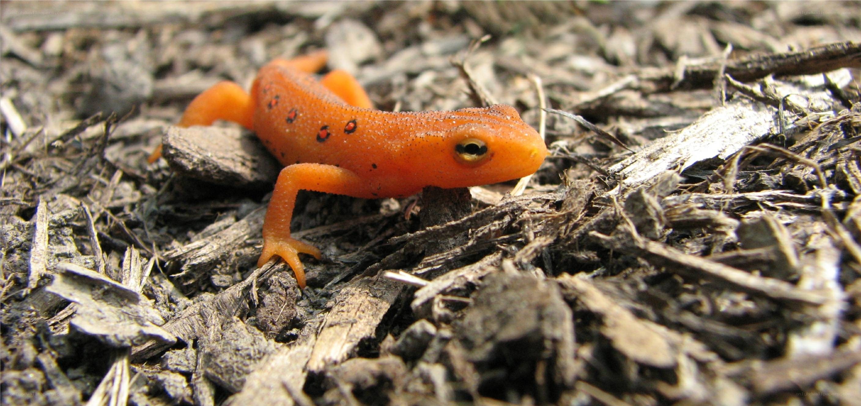orange newt on wood chips