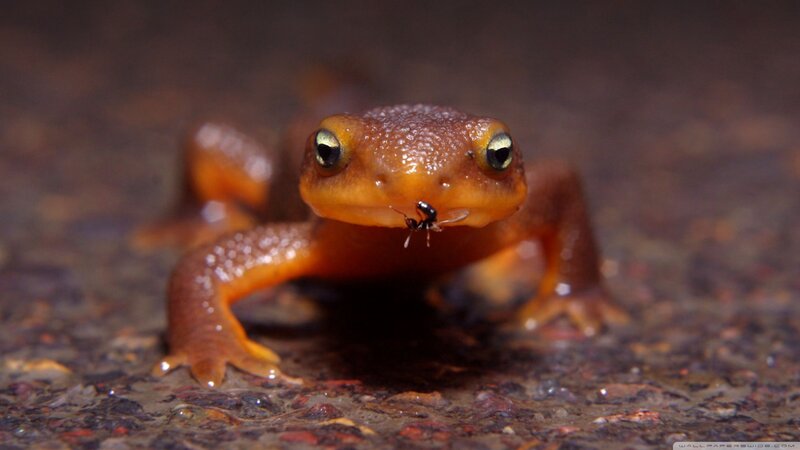 Orange Newt with Ant — Natural