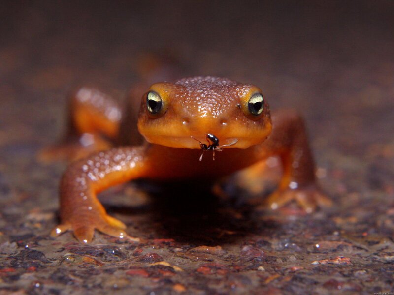 Orange Newt with Ant