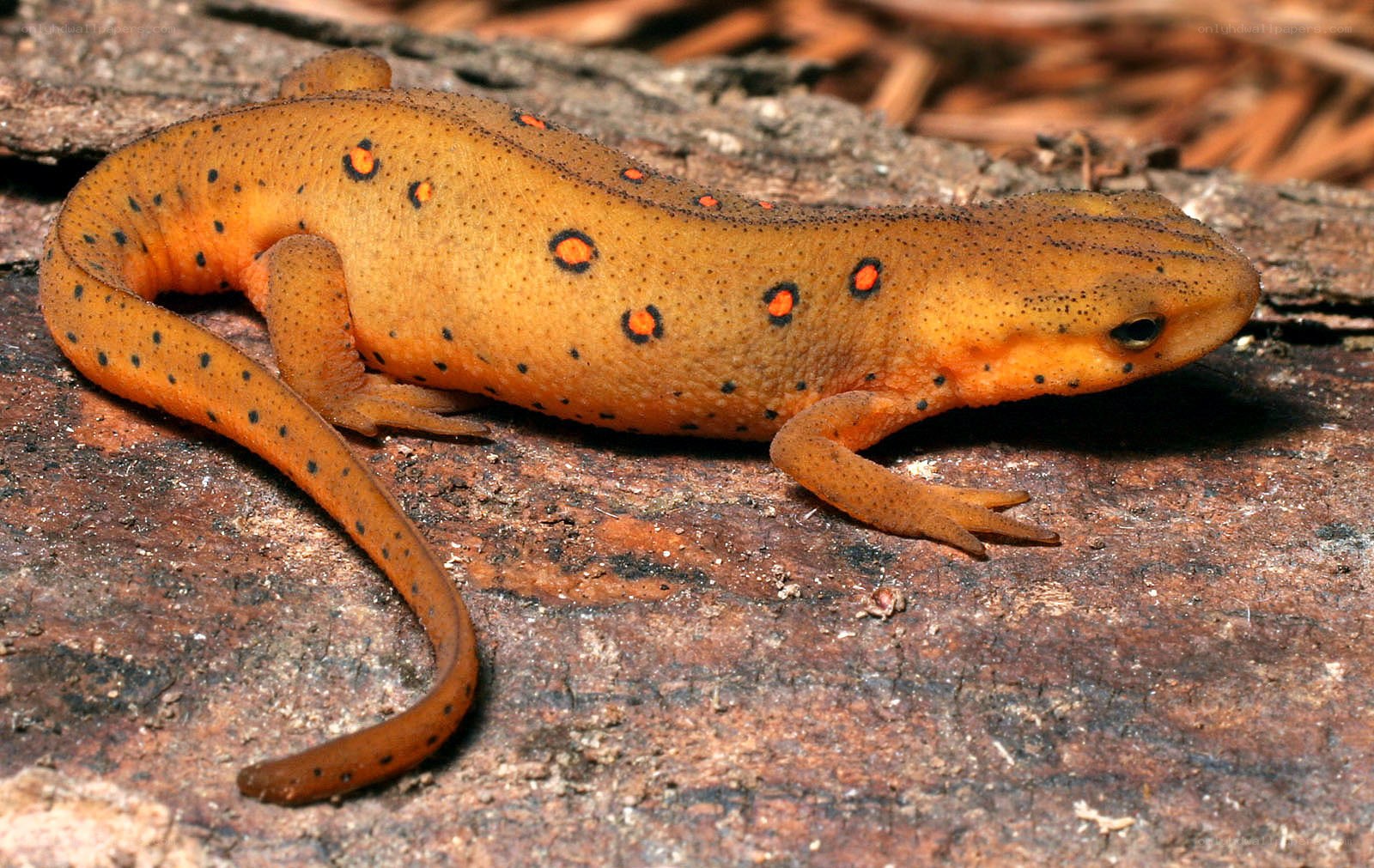 orange newt with black spots