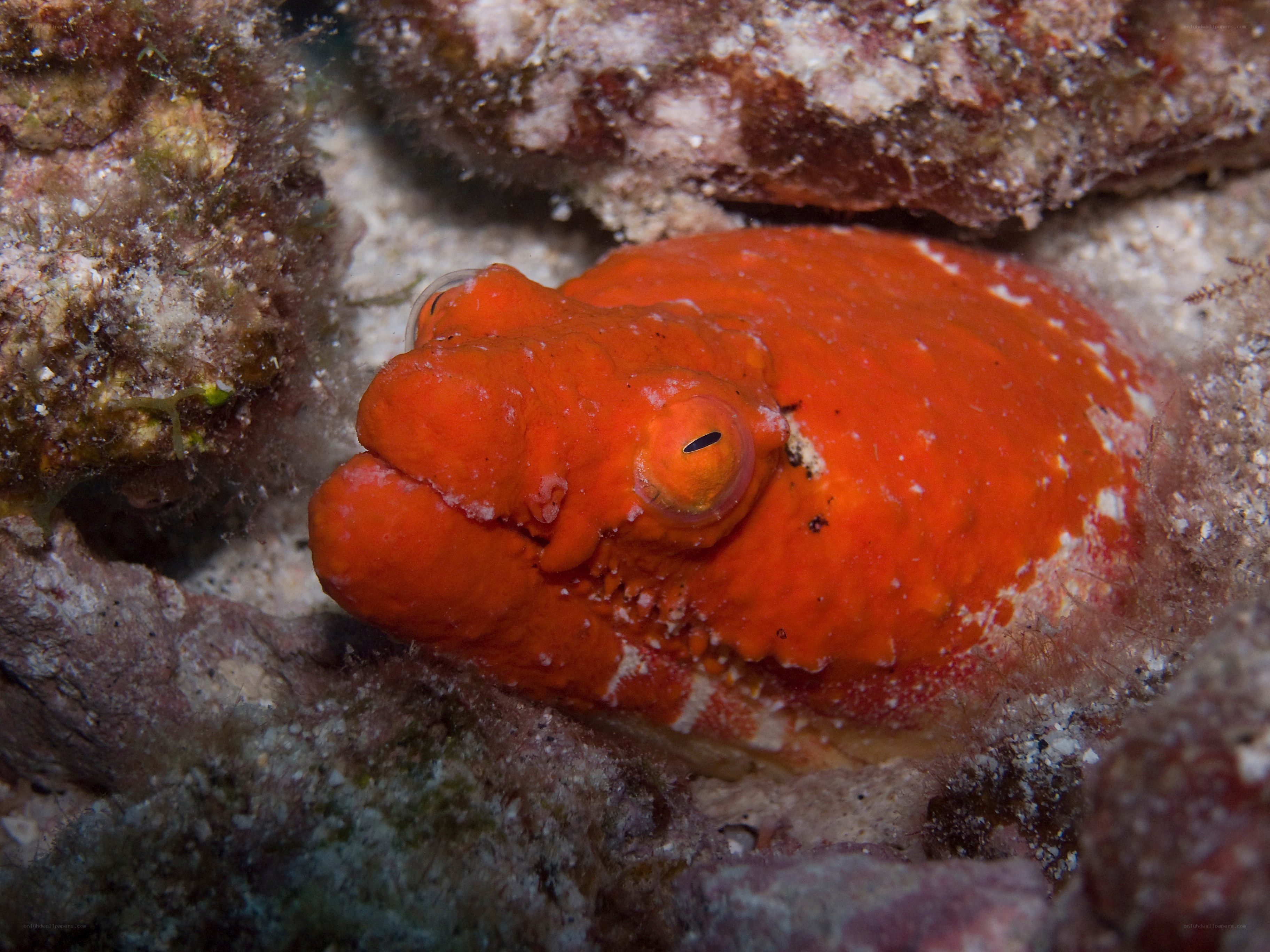 orange octopus in coral
