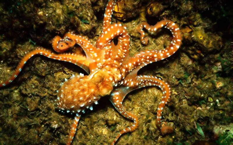 Orange Octopus with White Spots