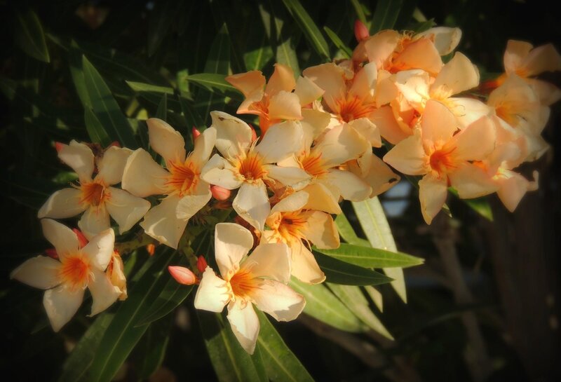 Orange Oleander Flowers in Sunlight